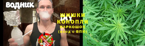 прущие грибы Пересвет