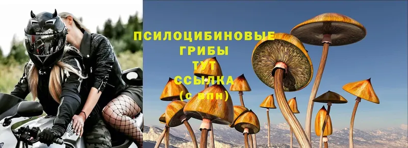 закладки  Ахтубинск  Галлюциногенные грибы Psilocybe 