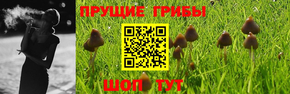 Псилоцибиновые грибы Psilocybe  Ахтубинск  Галлюциногенные грибы мицелий 